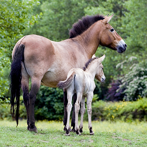 Asian Wild Horse